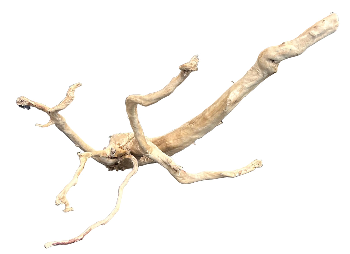 Large Spiderwood