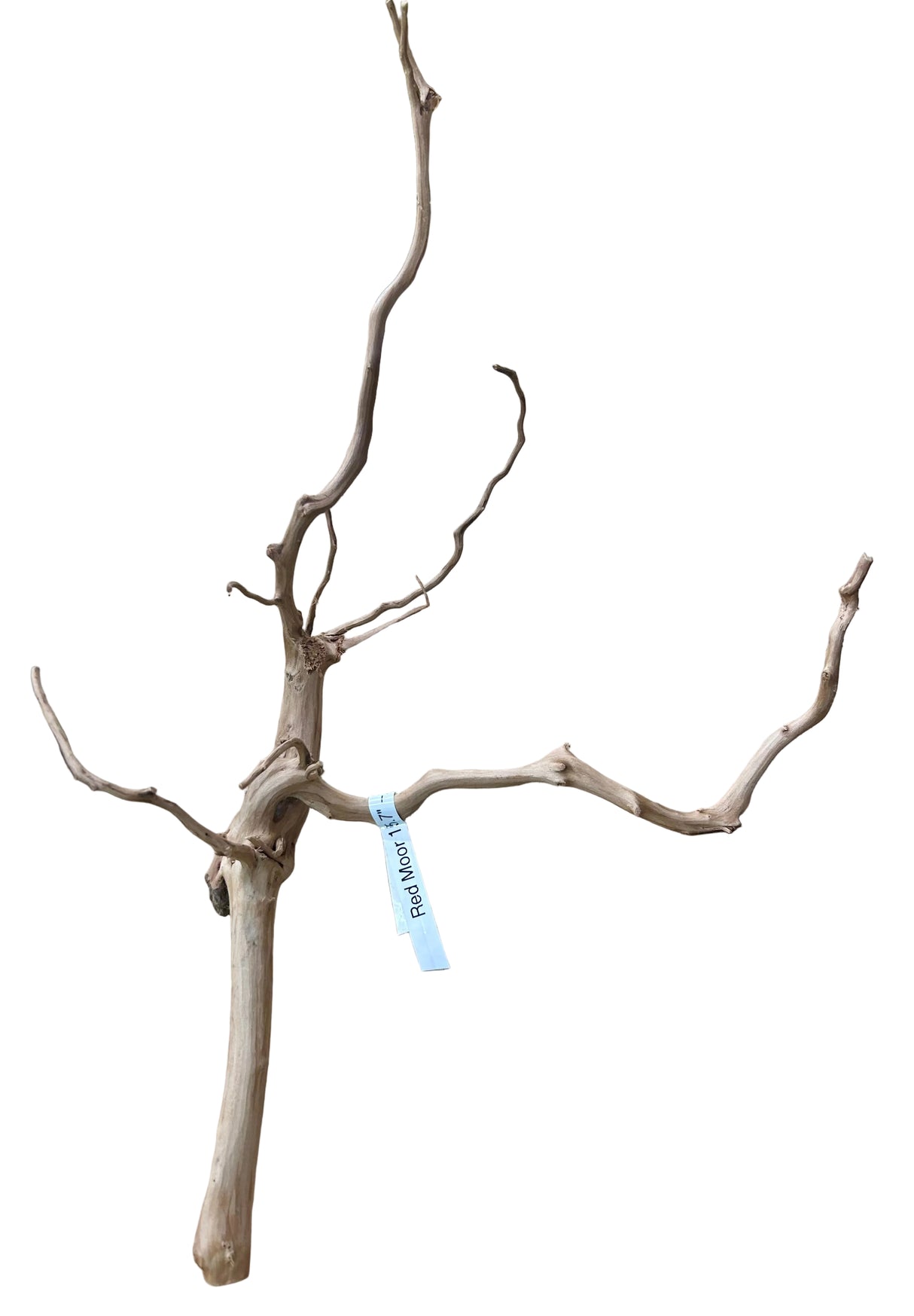 Piece of Red Moor Spiderwood