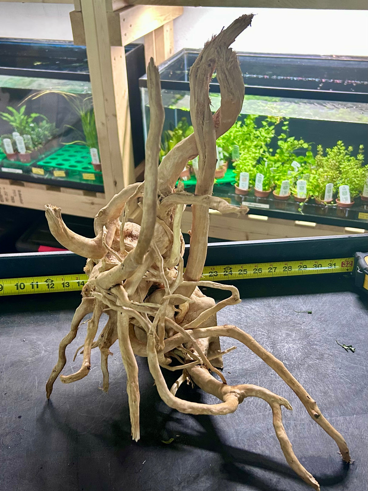 W.Y.S.I.W.Y.G.- 608 - Large Piece of Spiderwood