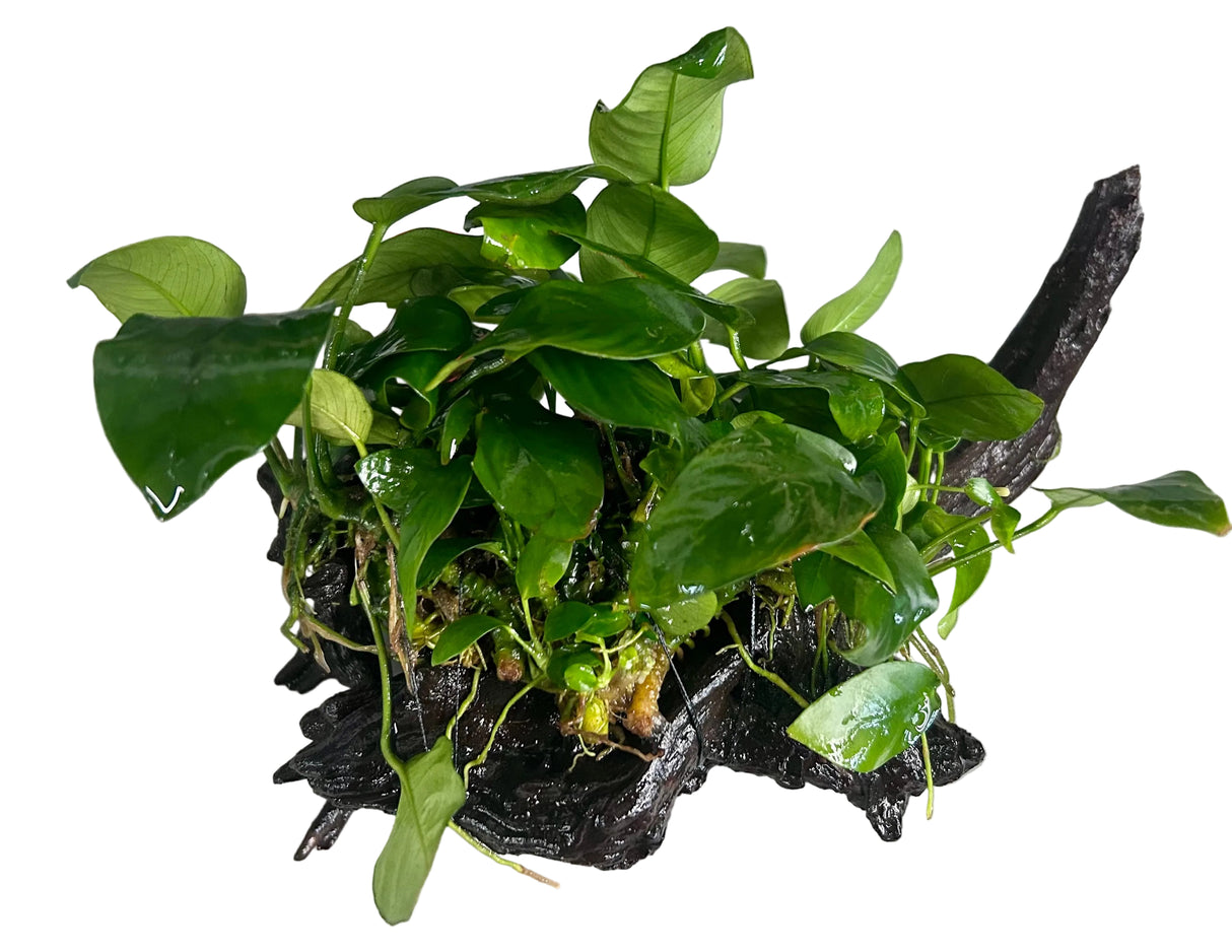 Anubias barteri var. nana on Medium Driftwood