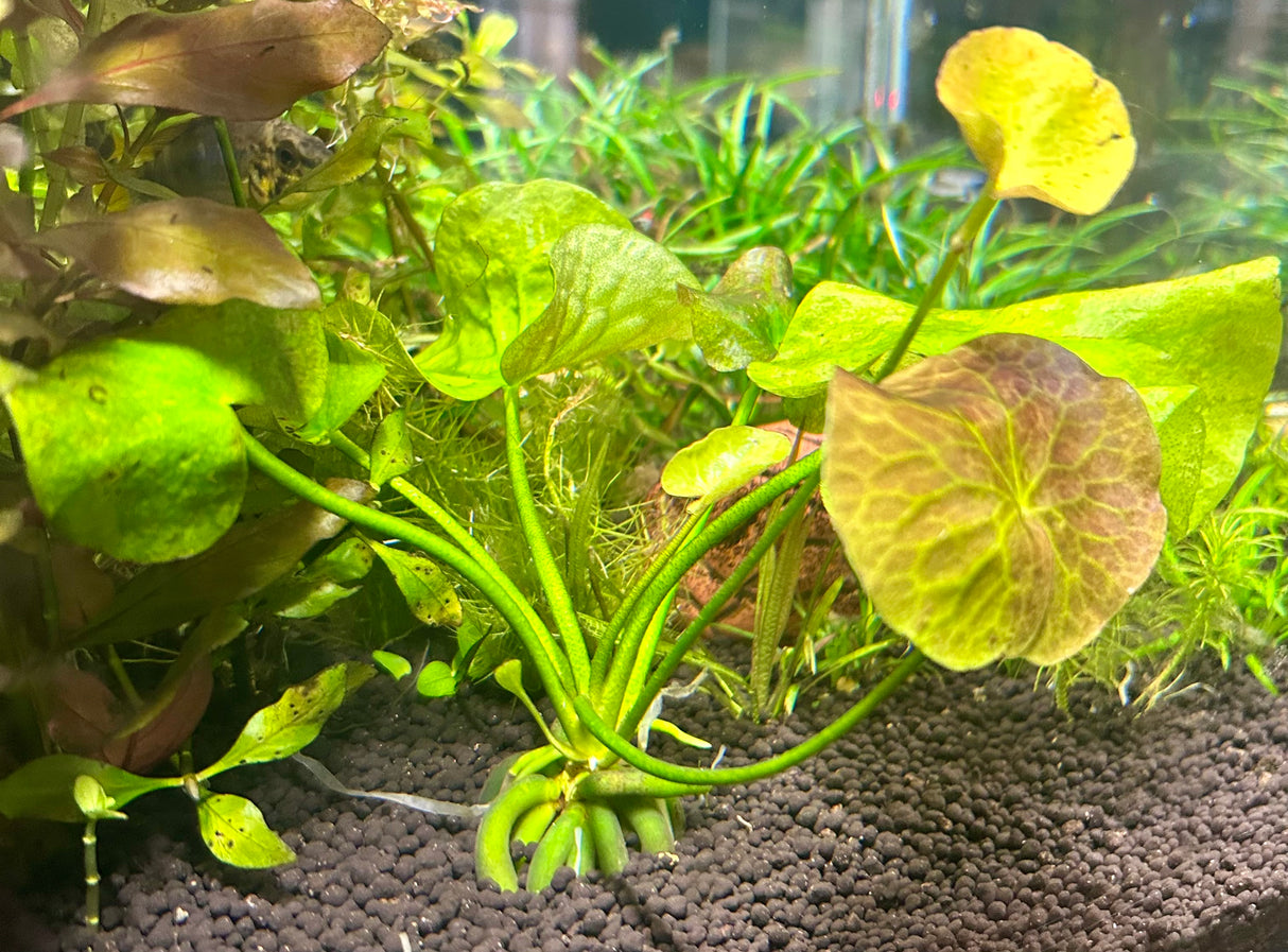 Nymphoides aquatica (Banana Plant) – Bare Root - WP437