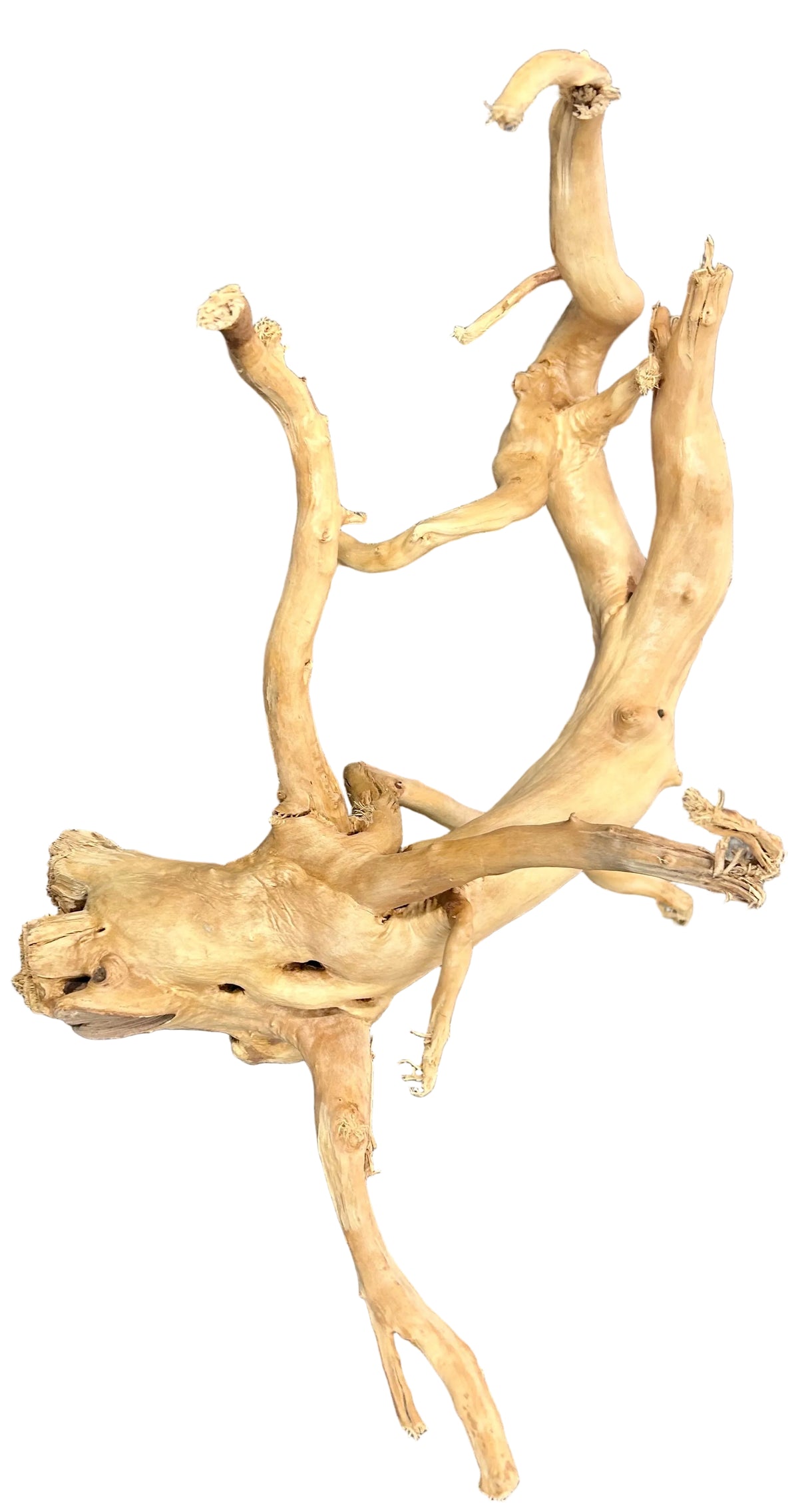 Large Piece of Spiderwood