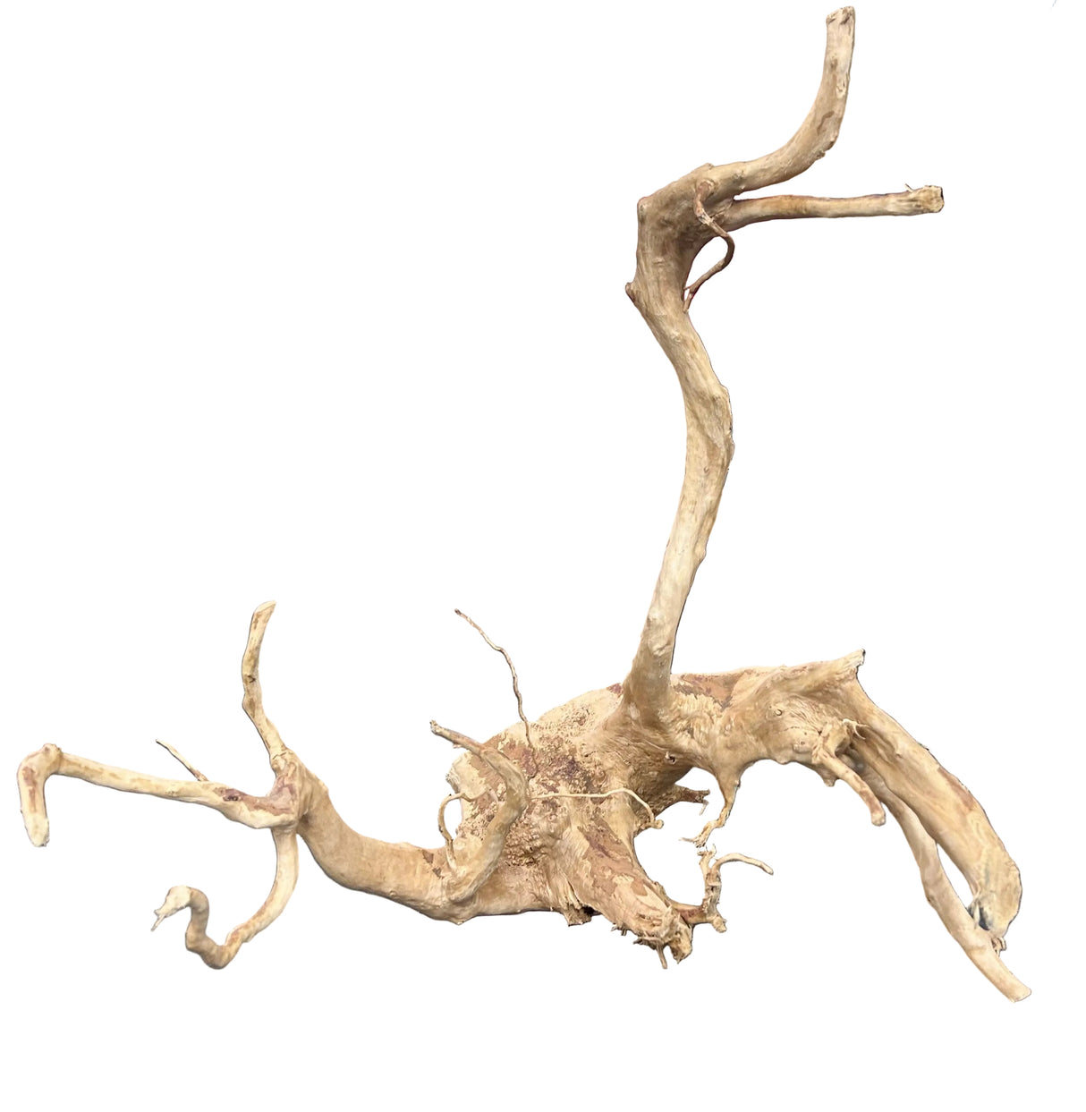 Large Piece of Spiderwood