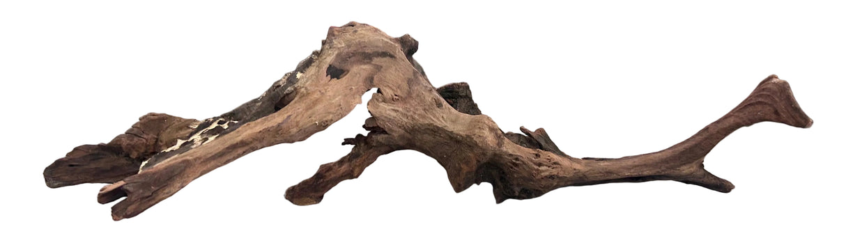 Malaysian Mangrove Sinking Driftwood