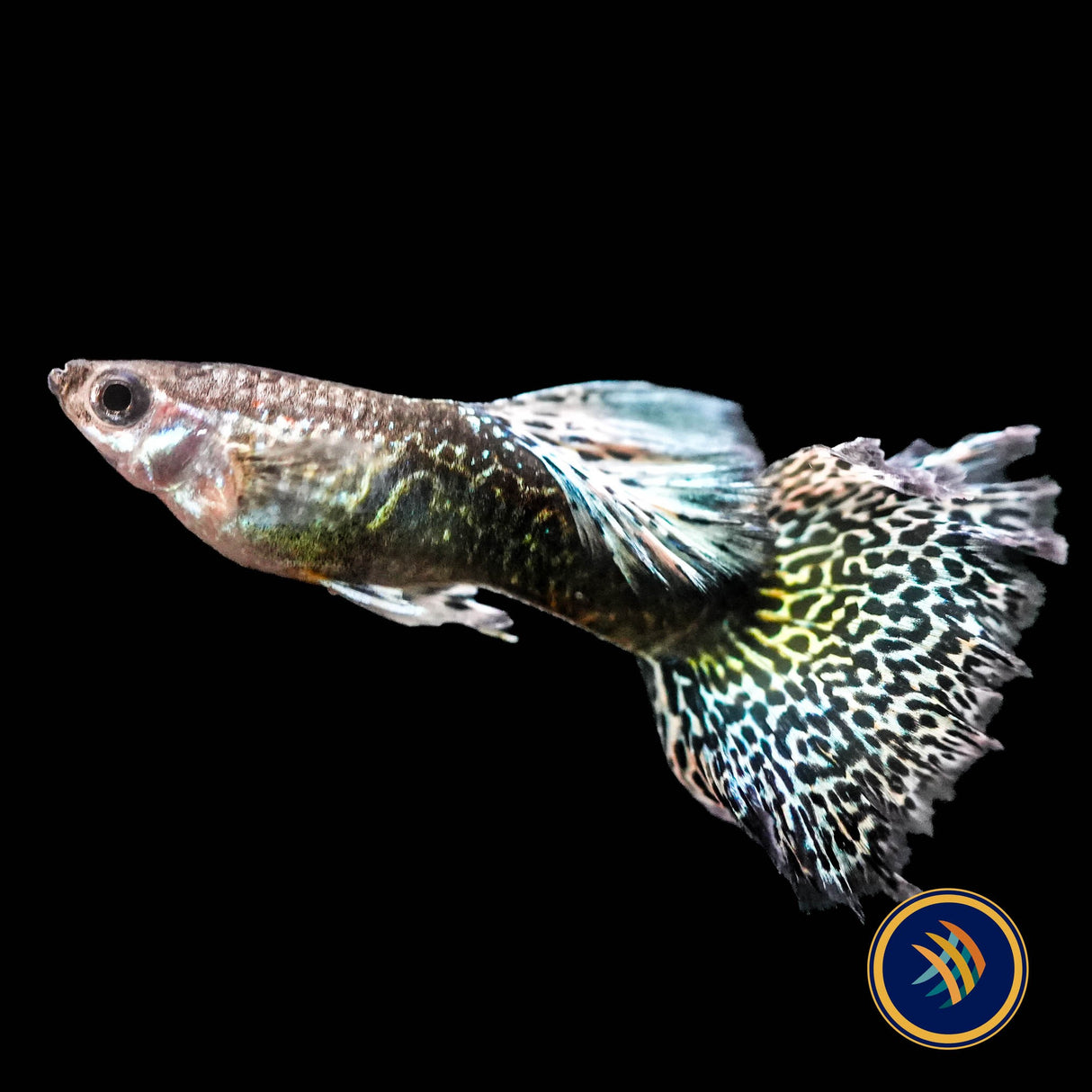 Fancy Guppy Pair Green Dragon
