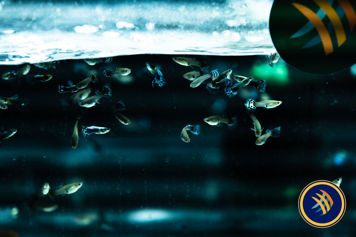 Fancy Guppy Pair Blue Elephant Ear (Poecilia reticulata)