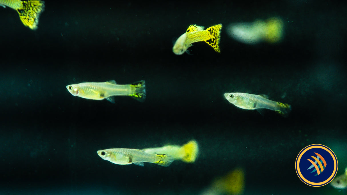 Fancy Guppy Pair Green Cobra (Poecilia reticulata)