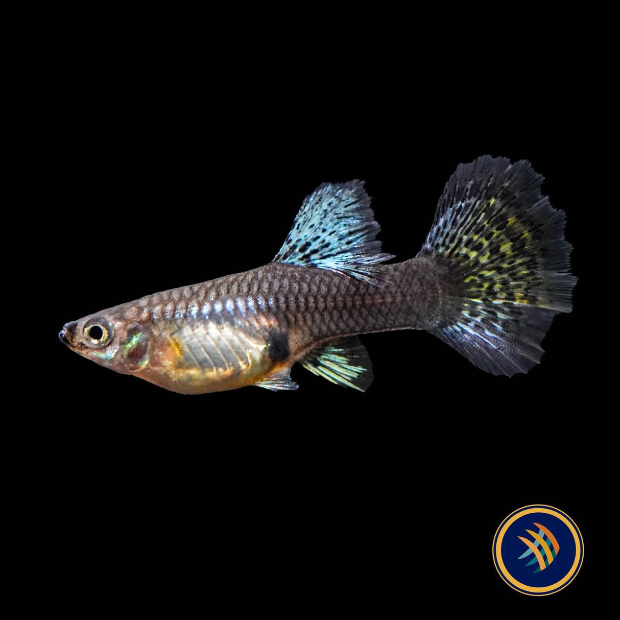 Fancy Guppy Pair Green Dragon