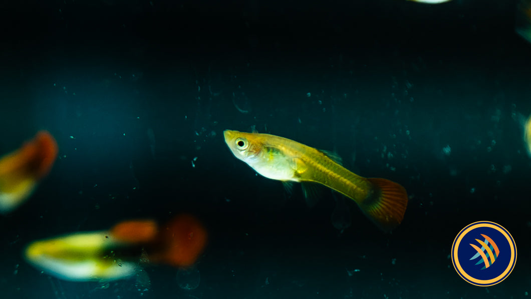 Fancy Guppy Pair Yellow Rainbow (Poecilia reticulata)