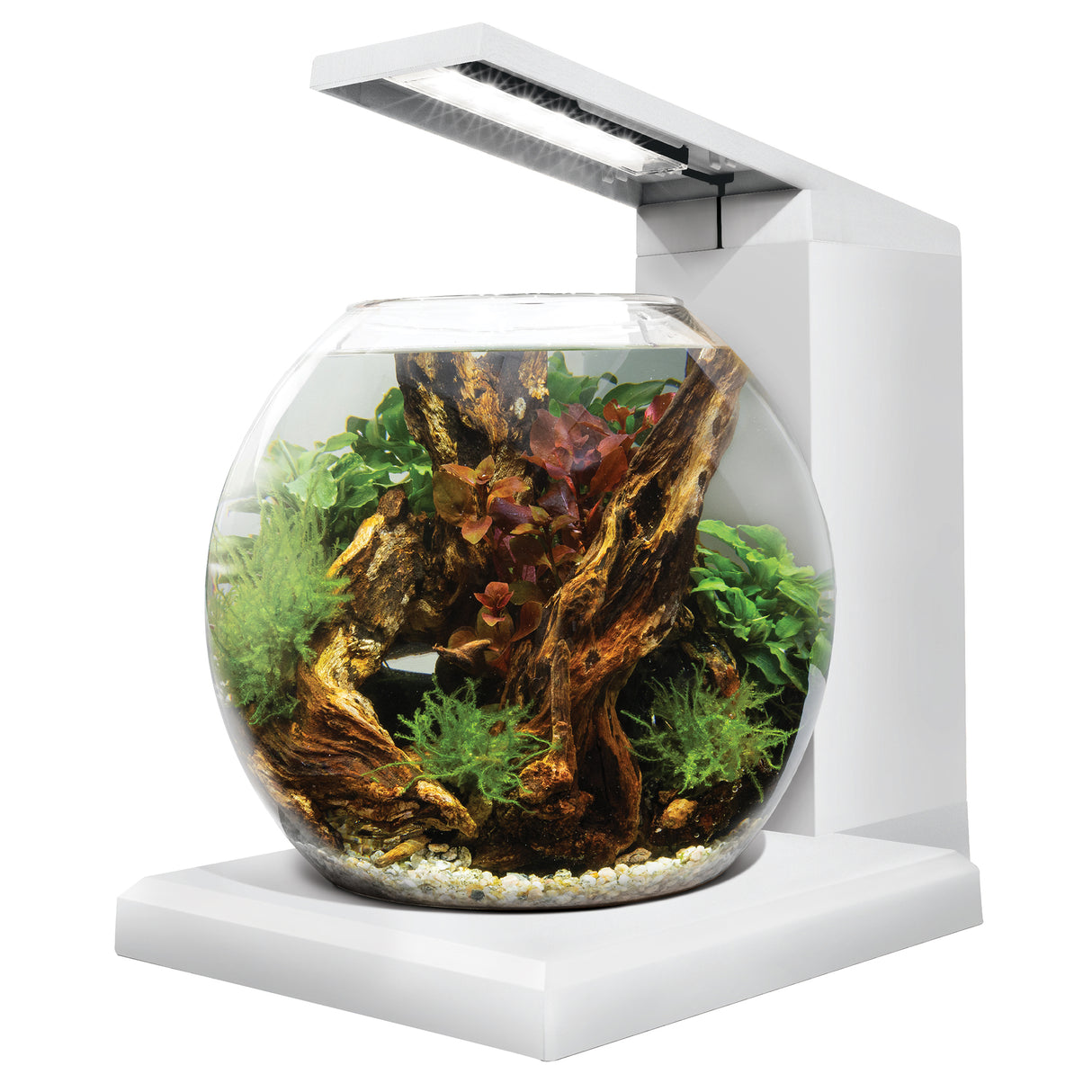 Fluval LIV Microscaping Aquarium Kit - (13" x 12.5") | Aquariums | Largest Tropical Fish Selection at Your Local Fish Store