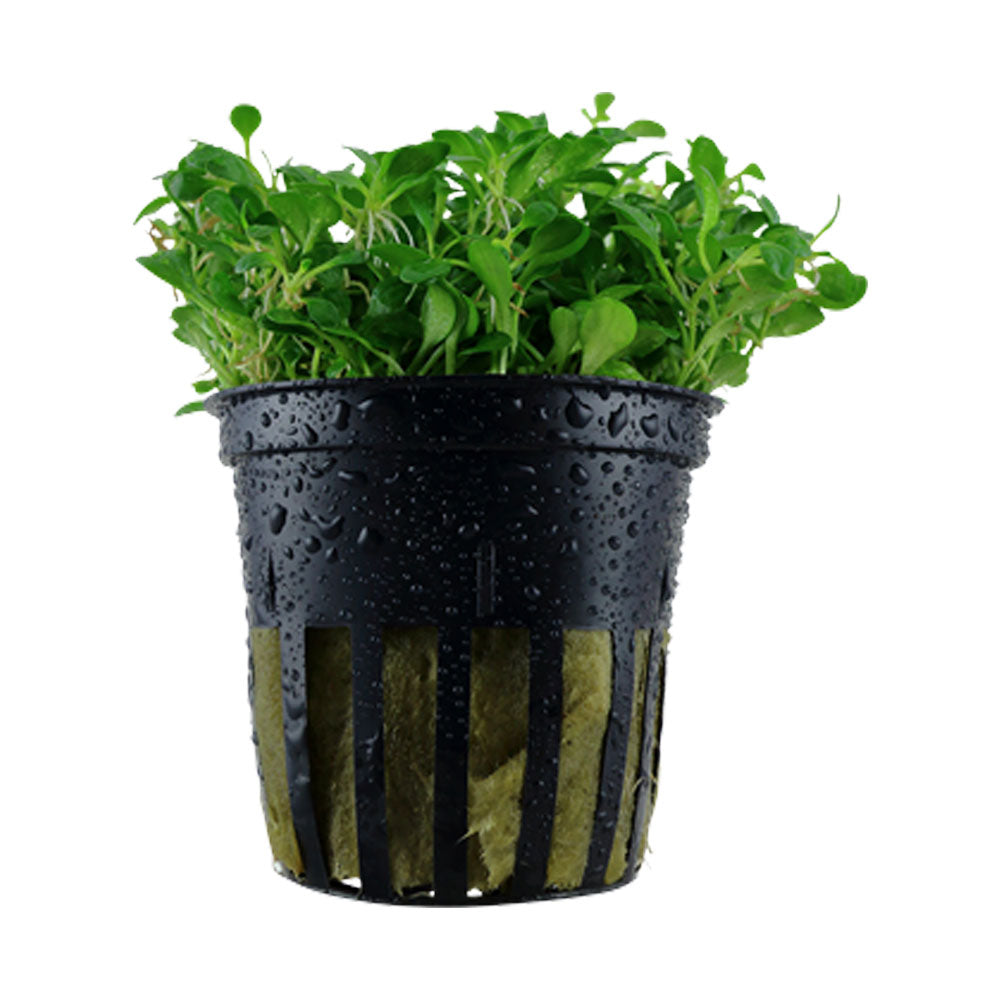 Glossostigma elatinoides 1-2-Grow 045A TC | Tissue Cultures | Largest Tropical Fish Selection at Your Local Fish Store