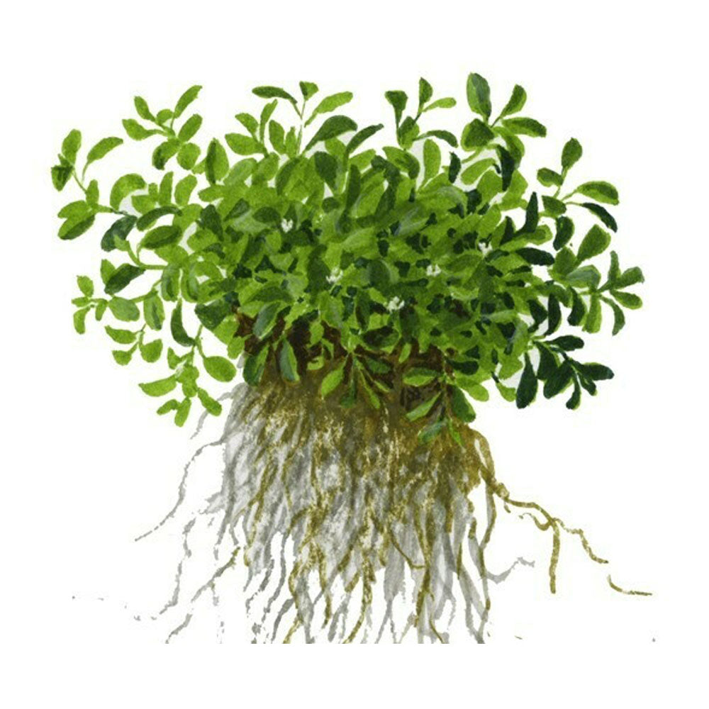 Glossostigma elatinoides 1-2-Grow 045A TC | Tissue Cultures | Largest Tropical Fish Selection at Your Local Fish Store