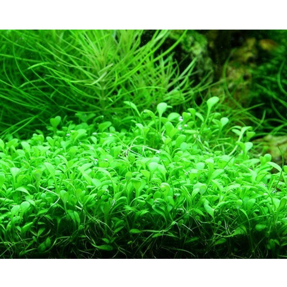 Glossostigma elatinoides 1-2-Grow 045A TC | Tissue Cultures | Largest Tropical Fish Selection at Your Local Fish Store