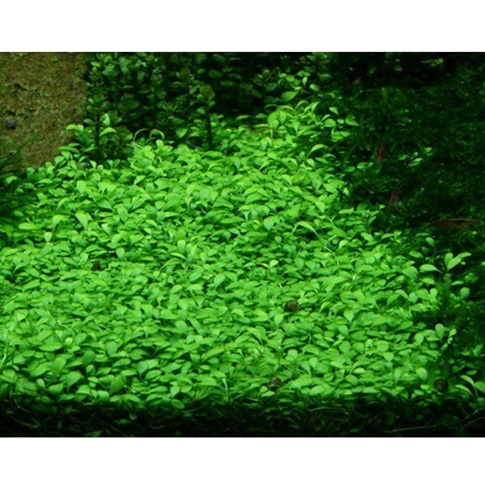 Glossostigma elatinoides 1-2-Grow 045A TC | Tissue Cultures | Largest Tropical Fish Selection at Your Local Fish Store