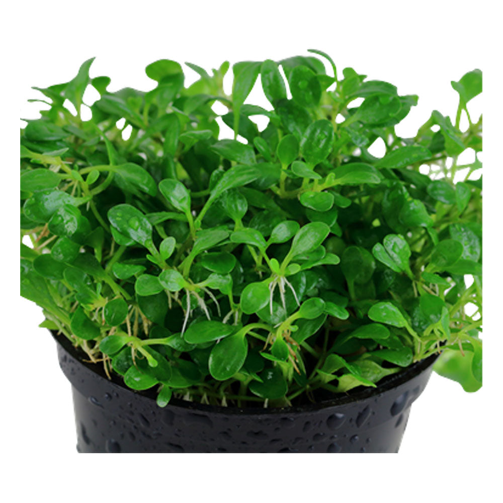 Glossostigma elatinoides 1-2-Grow 045A TC | Tissue Cultures | Largest Tropical Fish Selection at Your Local Fish Store