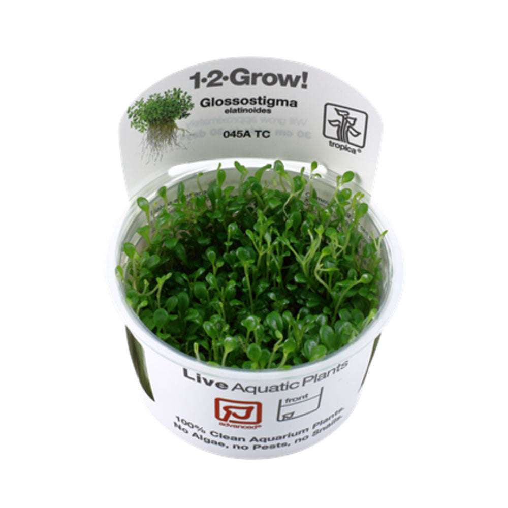 Glossostigma elatinoides 1-2-Grow 045A TC | Tissue Cultures | Largest Tropical Fish Selection at Your Local Fish Store