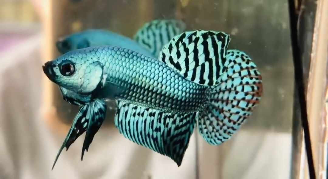 Alien Betta Male | Bettas | Largest Tropical Fish Selection at Your Local Fish Store