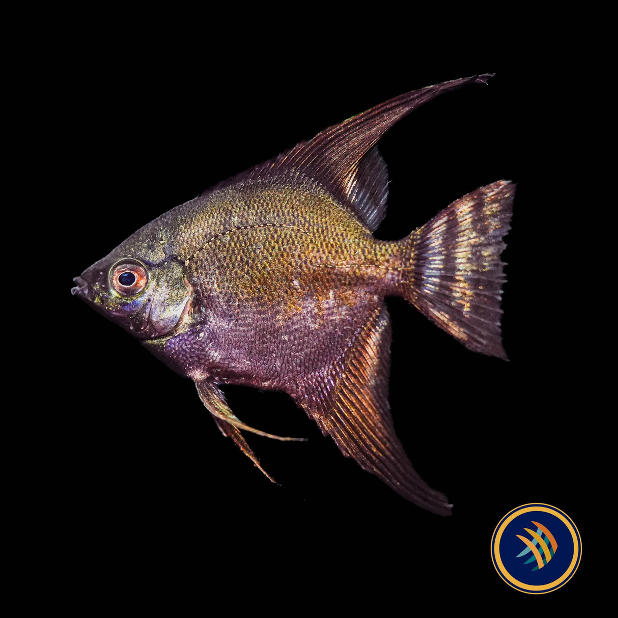 Green Black Avatar Angelfish