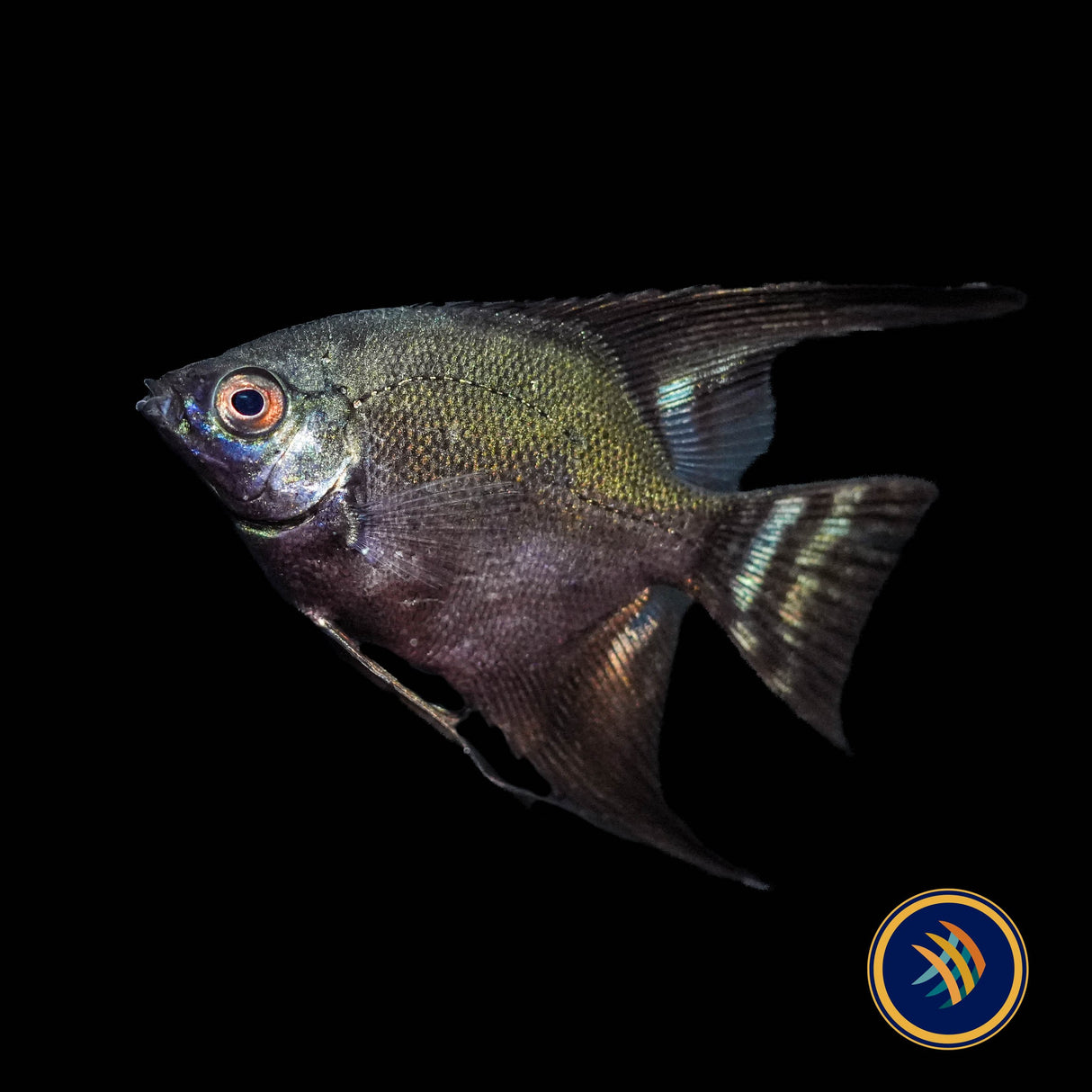 Green Black Avatar Angelfish