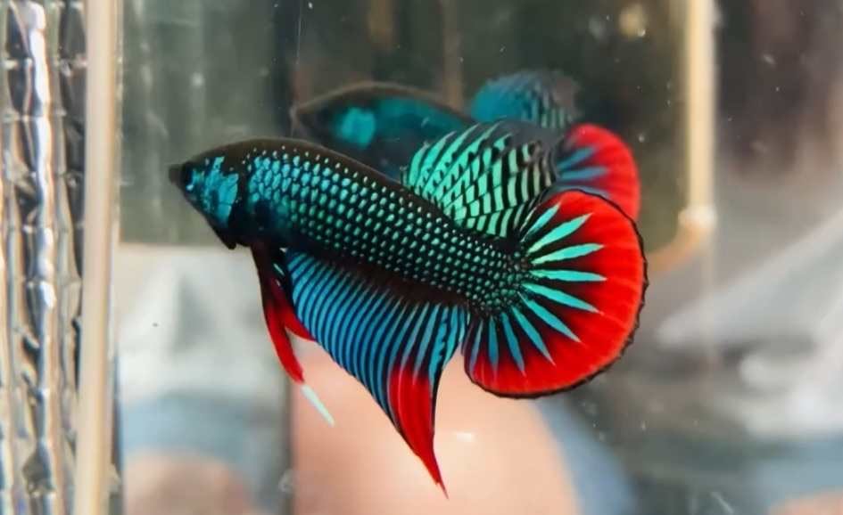 Imbellis Betta | Bettas | Largest Tropical Fish Selection at Your Local Fish Store