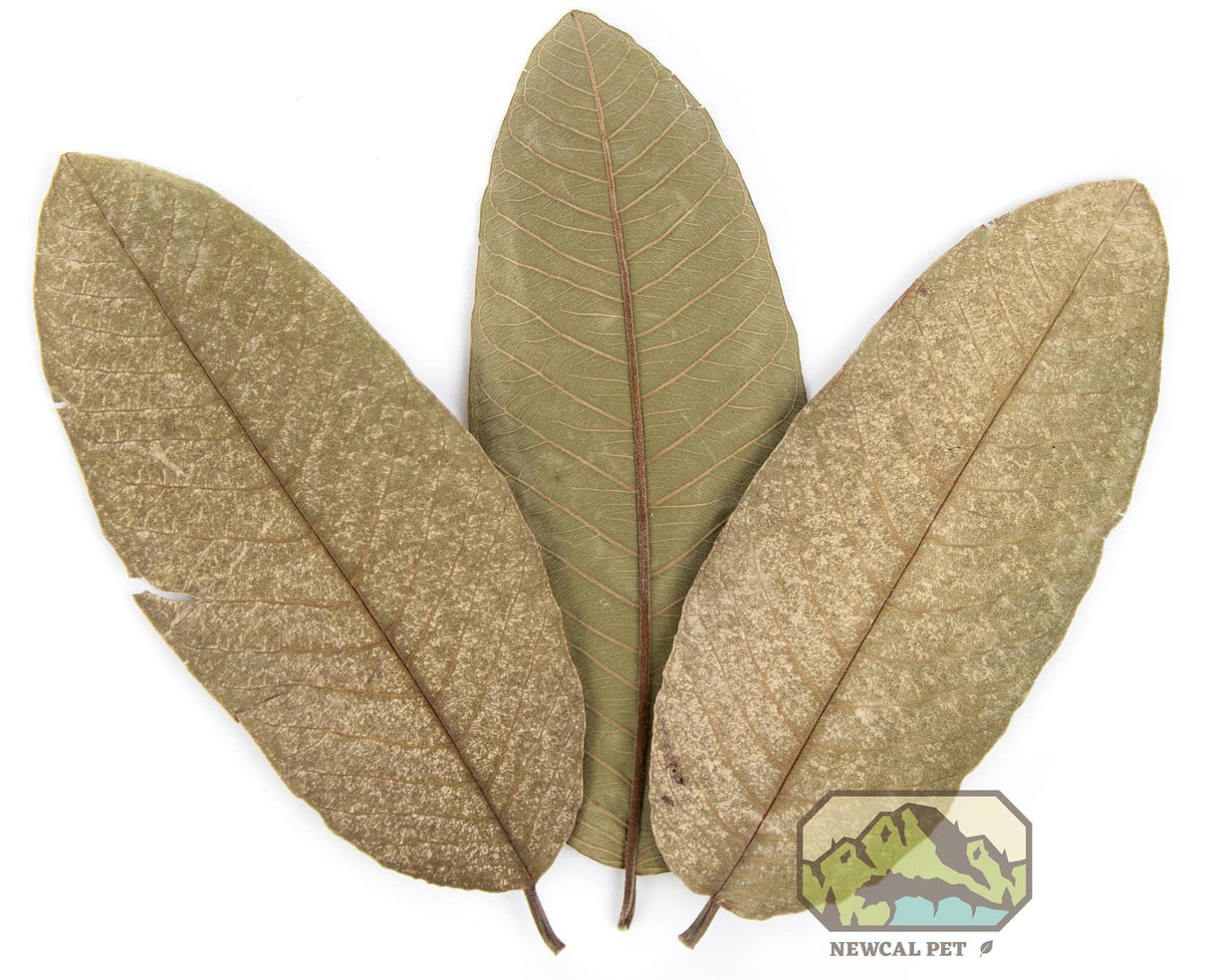 NewCal Guava Leaves 4"-7" (10 pack) | Botanicals | Largest Tropical Fish Selection at Your Local Fish Store