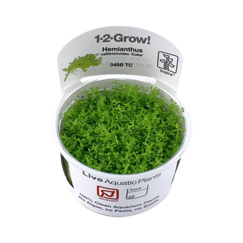 Hemianthus callitrichoides 'Cuba' 048B TC | Tissue Cultures | Largest Tropical Fish Selection at Your Local Fish Store