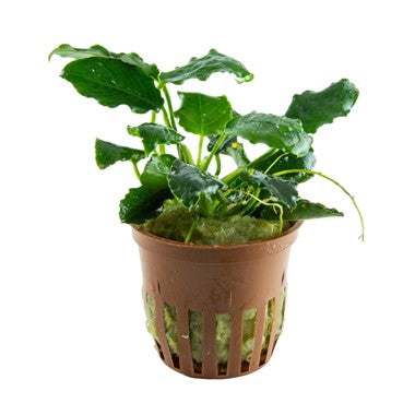 Anubias Barteri var. Nana 'Kirin' potted 101K | Potted Plants | Largest Tropical Fish Selection at Your Local Fish Store