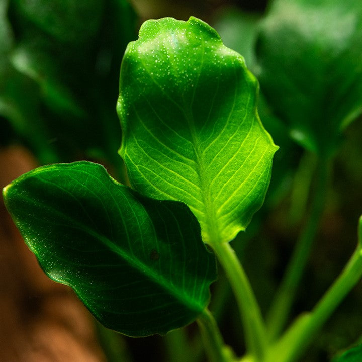 Anubias Barteri var. Nana 'Kirin' potted 101K | Potted Plants | Largest Tropical Fish Selection at Your Local Fish Store