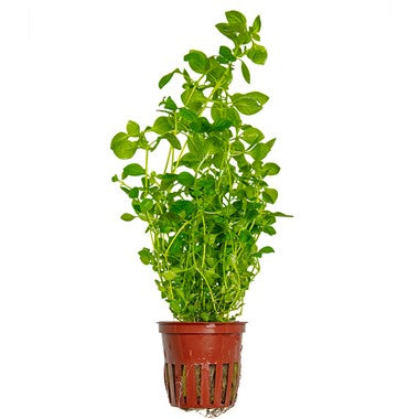 Ludwigia Palustris ‘Green’ potted 035D | Potted Plants | Largest Tropical Fish Selection at Your Local Fish Store
