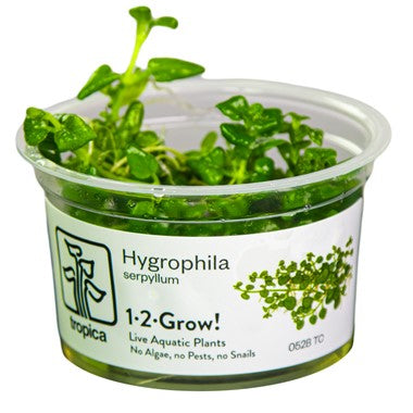 Hygrophila Serphyllum 052B TC | Tissue Cultures | Largest Tropical Fish Selection at Your Local Fish Store
