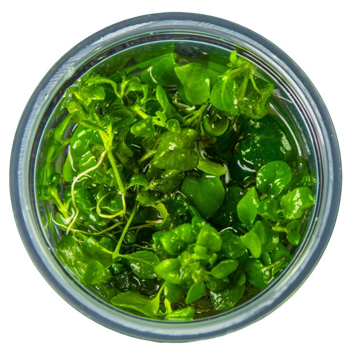 Hygrophila Serphyllum 052B TC | Tissue Cultures | Largest Tropical Fish Selection at Your Local Fish Store