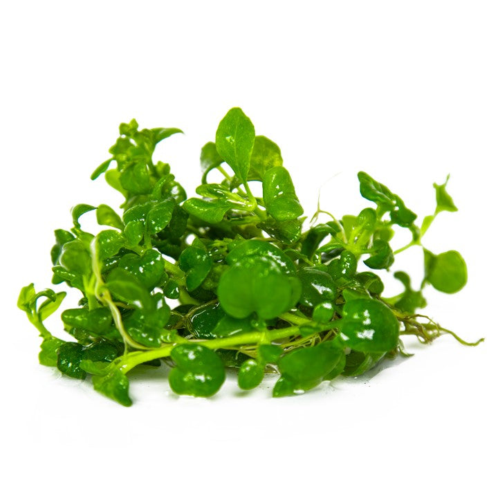 Hygrophila Serphyllum 052B TC | Tissue Cultures | Largest Tropical Fish Selection at Your Local Fish Store