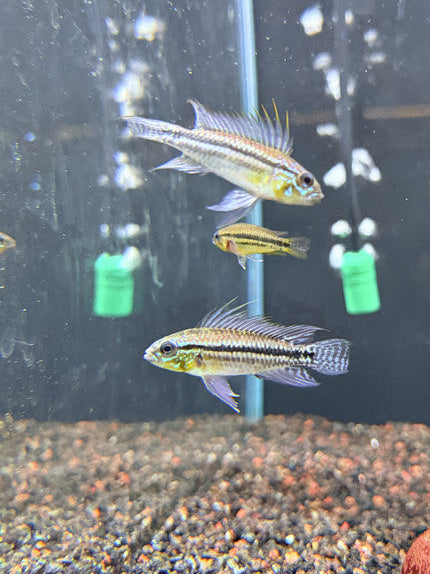 Apistogramma Bitaeniata Tefe Pairs