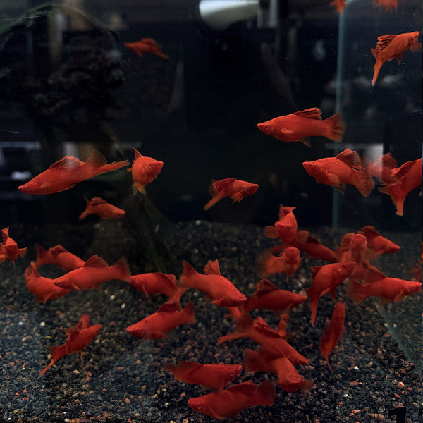 Red Cauliflower Saber Swordtail Pair 4-5cm (Xiphophorus hellerii)