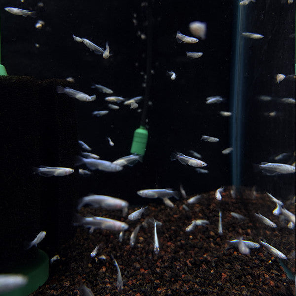 Miyuki Medaka Ricefish (Oryzias latipes)