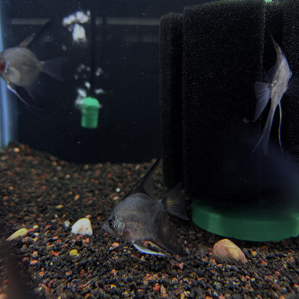 Legend Paraiba” Angelfish (Pterophyllum scalare) 4cm