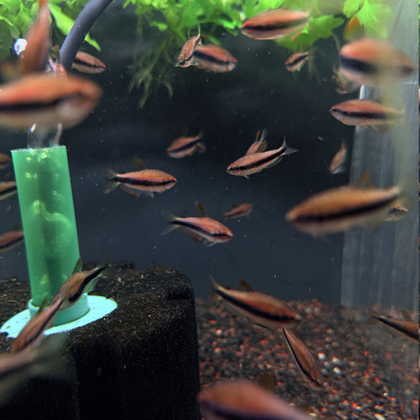 Orange Yellow Kerri Tetra (Inpaichthys kerri orange yellow) 2-3cm