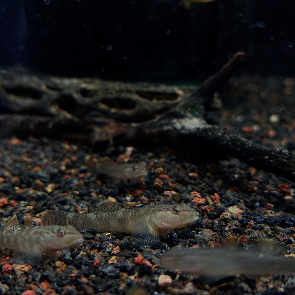 Red-Spotted Goby (Rhinogobius maculafasciatus) 5-8cm