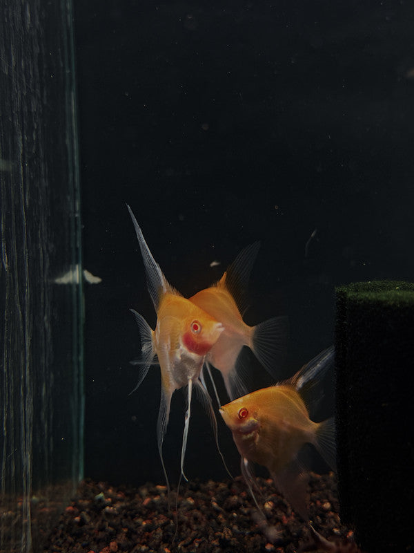 Albino Red Devil Angelfish (Pterophyllum scalare) 2-4 cm