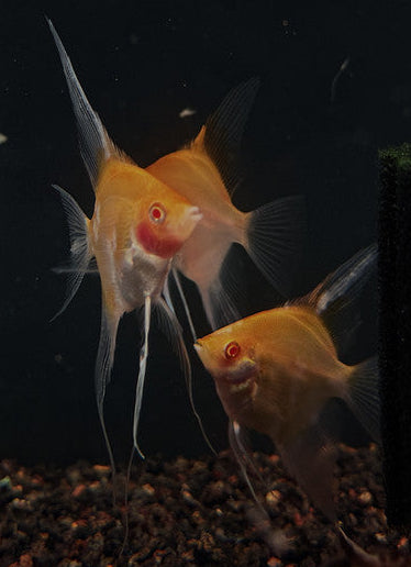 Albino Red Devil Angelfish (Pterophyllum scalare) 3-4 cm (locally bred) | Cichlids Badis & Gouramis | Largest Tropical Fish Selection at Your Local Fish Store