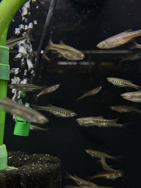 Lake Inle Danio (Inlecypris auropurpurea)