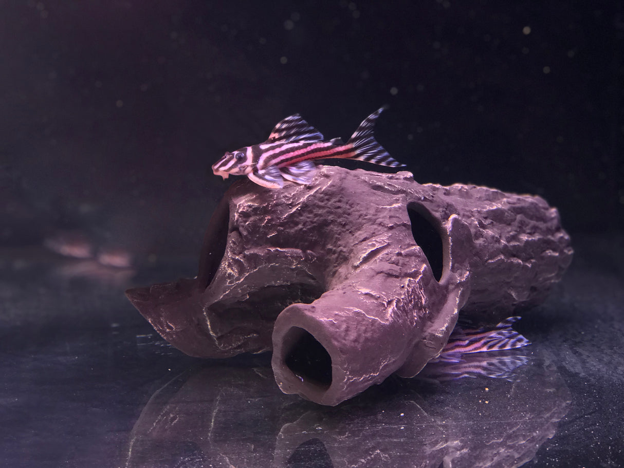 Pleco Ceramics - Snag Fish Hideout | Decoration | Largest Tropical Fish Selection at Your Local Fish Store