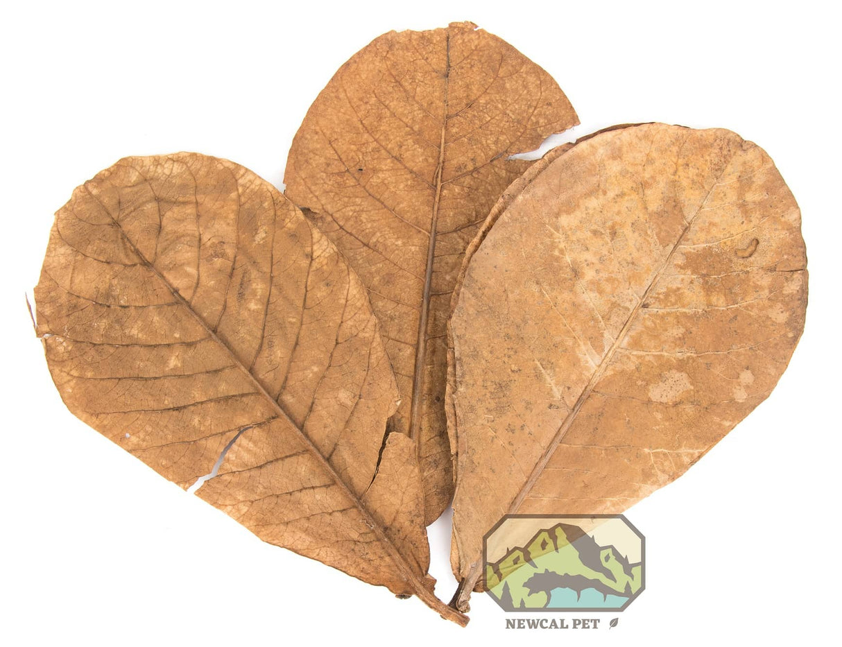 New-Cal Almond Leaves Grade AAA (10 pack)