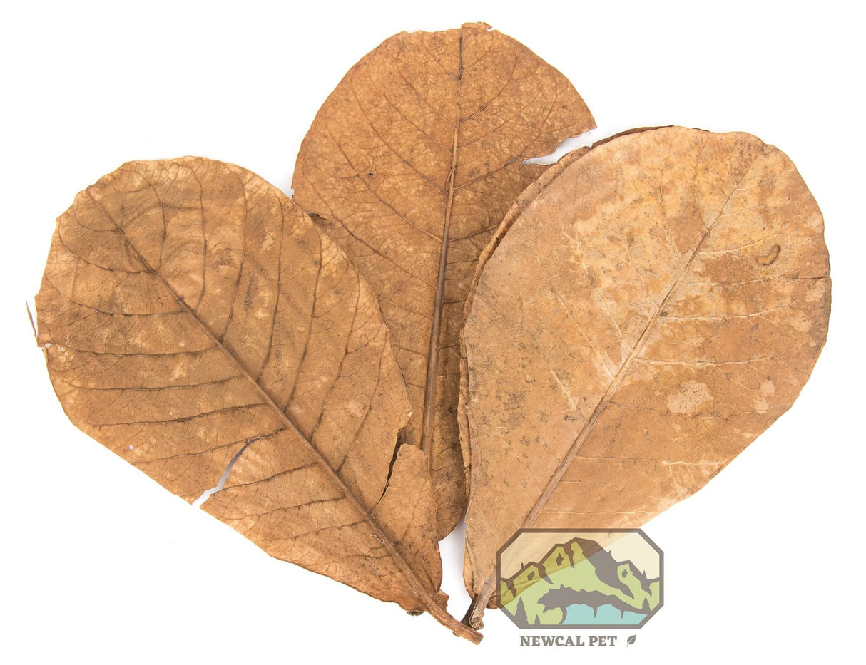 New-Cal Almond Leaves Grade AAA (10 pack) | Botanicals | Largest Tropical Fish Selection at Your Local Fish Store