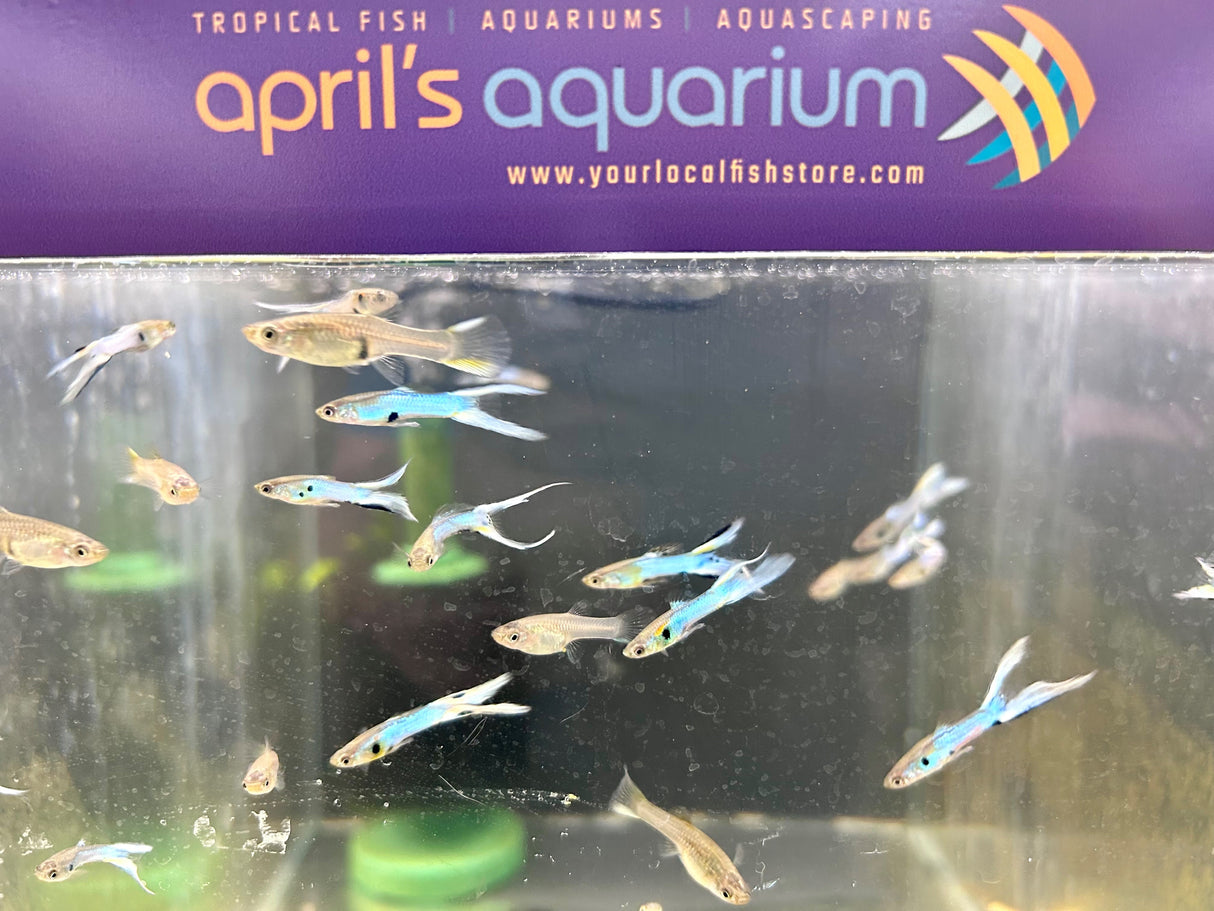 Japanese Blue Endler Guppy Pair | Livebearers | Largest Tropical Fish Selection at Your Local Fish Store