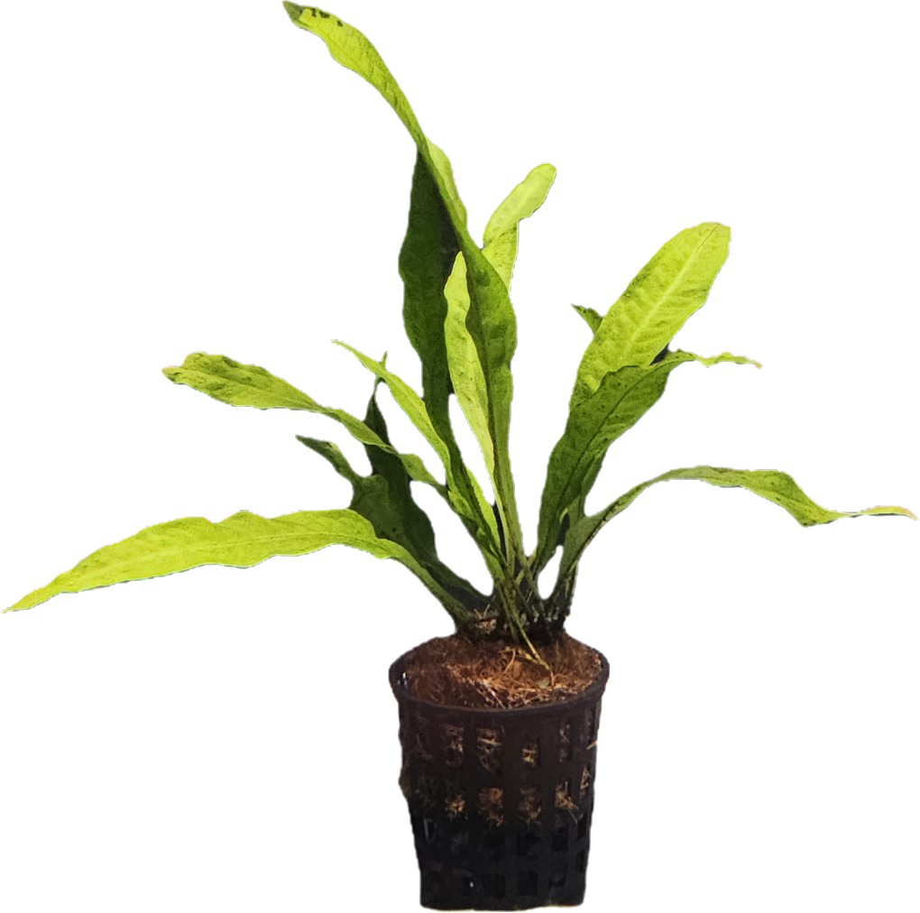 Microsorum pteropus (Java Fern)