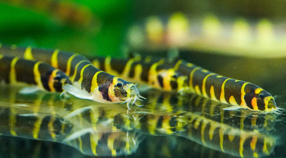 Kuhli Loach (Pangio kuhlii) 5cm | Catfish Loaches & Plecos | Largest Tropical Fish Selection at Your Local Fish Store