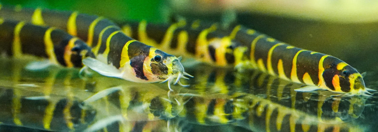 Kuhli Loach (Pangio kuhlii) | Catfish Loaches & Plecos | Largest Tropical Fish Selection at Your Local Fish Store