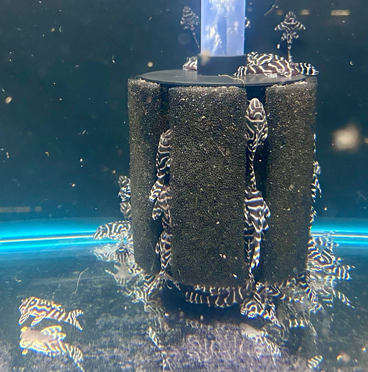 L333 King Tiger Pleco (Hypancistrus sp. L333) High Grade Locally bred | Catfish Loaches & Plecos | Largest Tropical Fish Selection at Your Local Fish Store