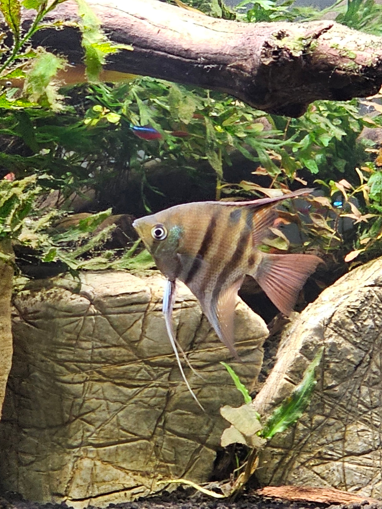 Leopoldi Angelfish Large (Pterophyllum Leopoldi) Wild caught | Cichlids Badis & Gouramis | Largest Tropical Fish Selection at Your Local Fish Store